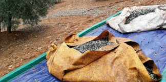 Siete investigados por robo de aceituna en Porzuna, Malagón y Piedrabuena