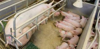 Otra gran granja porcina se instalará en la provincia de Cuenca granja