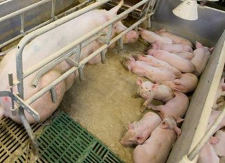 Otra gran granja porcina se instalará en la provincia de Cuenca granja