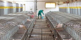 ICPOR se fija en Cuenca para sus proyectos de granjas porcinas