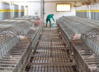 ICPOR se fija en Cuenca para sus proyectos de granjas porcinas