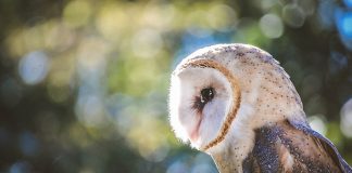 El Ave del Año 2018 desciende su número en Castilla-La Mancha