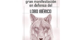 Madrid acogerá una nueva manifestación en defensa del lobo ibérico
