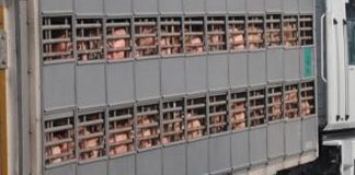 Ministerio de Agricultura y comunidades autónomas activan el plan de control de la temperatura en viajes de animales vivos por carretera transporte ganado