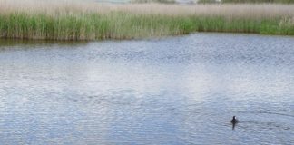 ASAJA Ciudad Real rechaza encharcar Tablas de Daimiel usando pozos emergencia