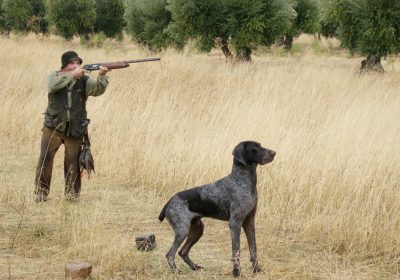 RFEC exige a animalistas que dejen de mentir sobre abandono perros de caza