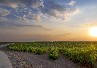 Vídeo. Control biológico de araña roja en viñedo. Bodega Finca Antigua. Los Hinojosos (Cuenca) Finca Antigua