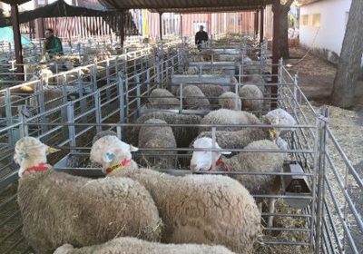 Éxito primera subasta del año sementales raza Ovina Manchega, en Manzanares