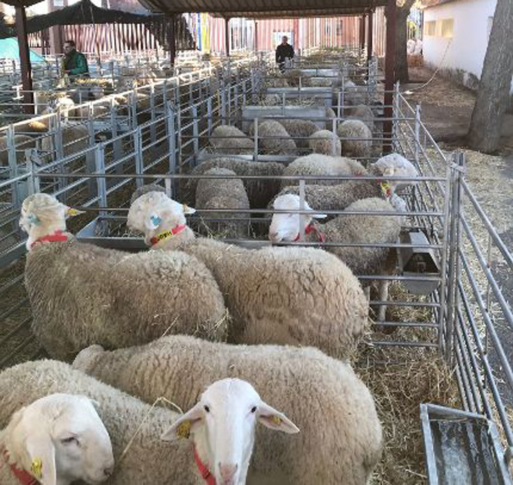 SEMENTALES OVINO MANZANARES 2