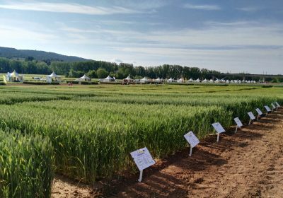 Abierto plazo inscripciones para Jornadas Genvce de Cultivos Extensivos de Invierno