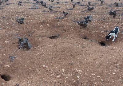 El PP exige al Gobierno regional que declare la plaga de conejos y éste rechaza la propuesta