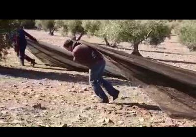 Recolectando aceituna en Malagón (Ciudad Real), a vista de pájaro