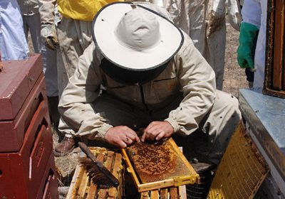 COAG convoca movilización en Guadalajara en defensa del sector apícola