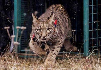 WWF organiza unas jornadas para analizar la recuperación del lince ibérico