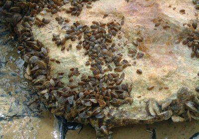 Ecologistas pide medidas urgentes para que mejillón cebra no se expanda