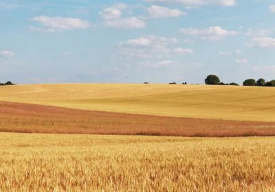 Los cereales de invierno verán recortada la superficie de cultivo en casi trescientas mil hectáreas en las principales zonas productoras