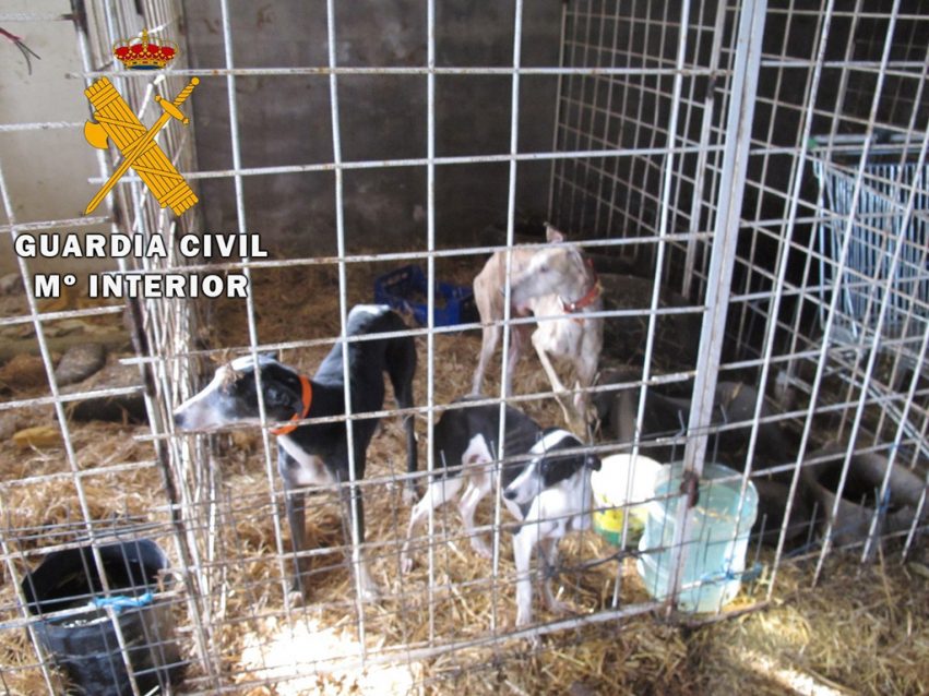 GALGOS OPERACION GUARDIA CIVIL