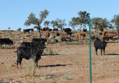 Diputación Toledo pone en venta reses raza avileña de «El Borril»