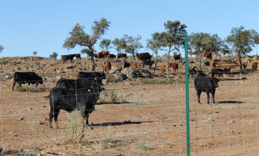 Ganado de El Borril (archivo)