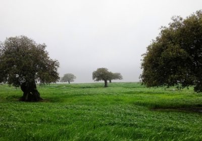 La Dehesa ante la reforma del Reglamento Ómnibus. Asociación de Gestores de Dehesas y Reforestaciones de Extremadura