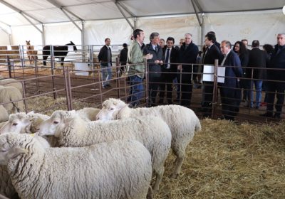 Ayuntamiento Almodóvar del Campo construirá un pabellón ferial con fondos municipales