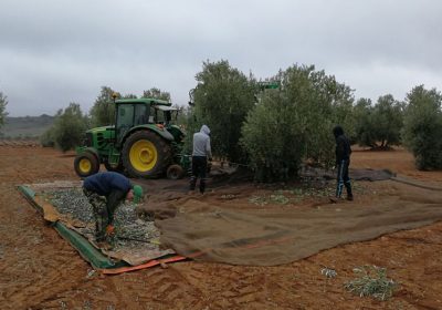 Estiman la contratación en entre 5.000 y 7.000 trabajadores para la recolección de la aceituna en Ciudad Real