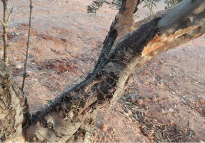 ASAJA Castilla-La Mancha pide ampliar comarcas de emergencia cinegética por daños daños conejos
