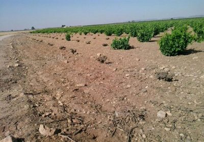 PP advierte que la plaga de conejos está poniendo «en grave peligro» el sustento de muchas familias