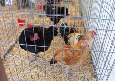 Una granja de 108.000 gallinas ecológicas se instalará en Arcicóllar (Toledo)