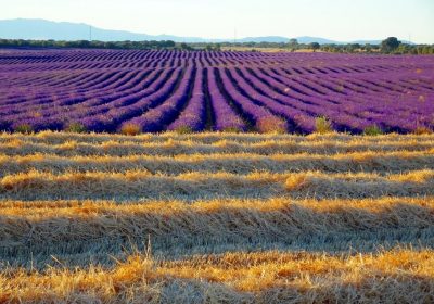 El lavandín se reafirma como el cultivo idóneo y rentable para su implantación en las calles del olivar lavanda
