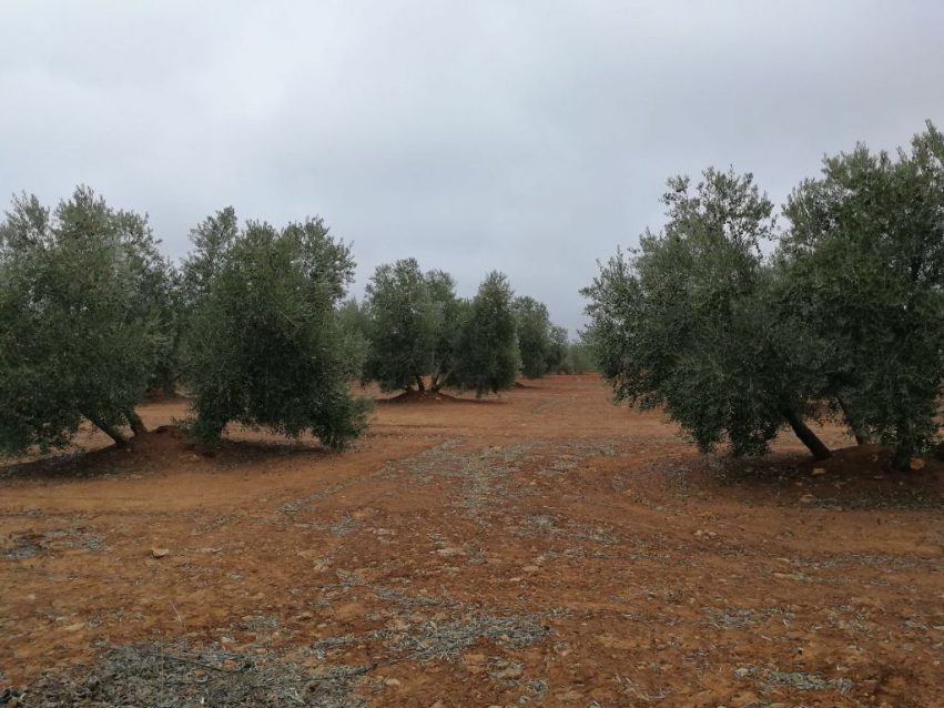 olivar 7