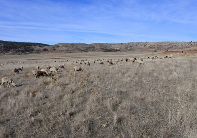 UPA reclama ayudas europeas para almacenamiento despieces de ovino y caprino