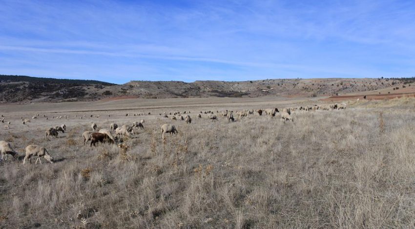 Abonado el pago de derechos especiales de ovino y caprino