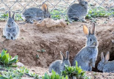 ¿Cómo son los conejos híbridos que están devorando los cultivos y plantaciones? conejos