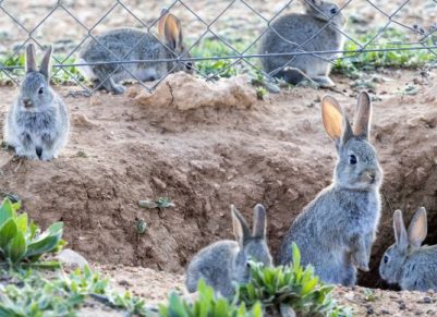 Advierte de los riesgos para la salud pública de la plaga de conejos conejos