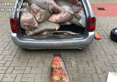 Intervienen treinta siluros y carpas en el maletero de un vehículo