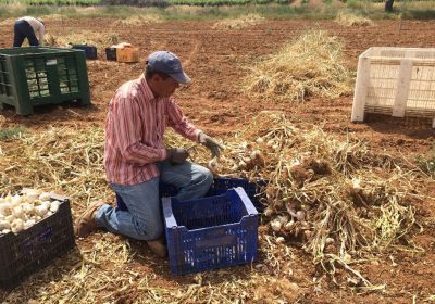CCOO presenta una campaña para erradicar el fraude y los abusos laborales en el sector del ajo