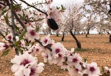 Comienza el vuelo de los primeros adultos de avispilla del almendro en varias provincias de Castilla-La Mancha almendro con avispilla
