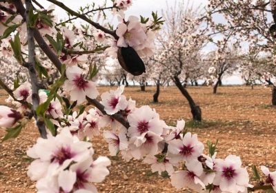 Detectados los primeros adultos de la avispilla del almendro almendro con avispilla