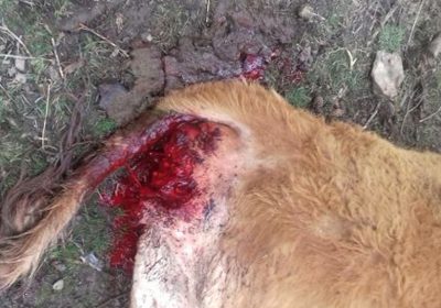 Los ganaderos ya pueden pedir indemnizaciones por ataques lobos para 2018