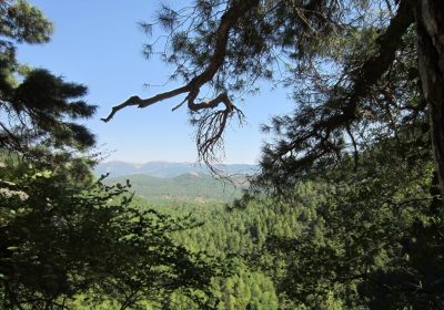 UE aprueba certificación de absorciones permanentes de carbono, carbonocultura y almacenamiento de carbono en productos bosque