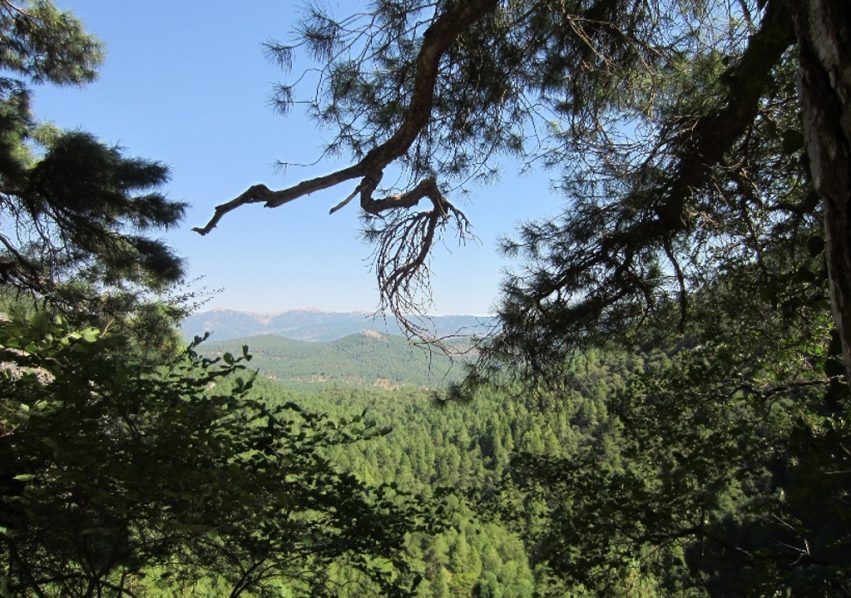 bosque