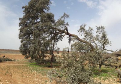 Iniciado expediente para declarar la ‘Carrasca Ruli’ como árbol singular