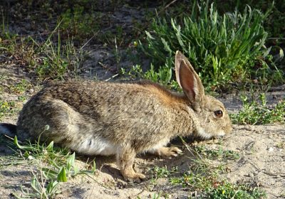 Un tercio de los pueblos de Castilla-La Mancha, en emergencia cinegética por daños por conejos a los cultivos