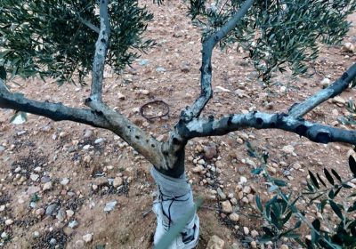 PP Castilla-La Mancha exige al presidente regional que declare como plaga los daños en el campo por los conejos