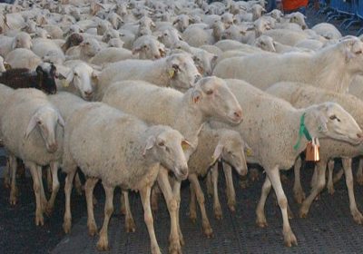 Desde 1 de junio. Líneas de seguro de ganado