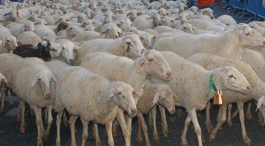 Precio de la piel fina de oveja cae a mínimos históricos