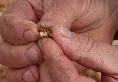 ¿Qué es, cómo afecta y cómo se trata la avispilla del almendro?