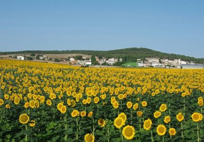 Alertan sobre la incidencia de la sequía en girasol y oleaginosas girasol