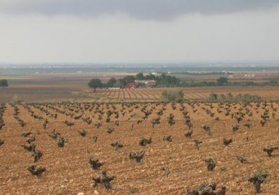 ASAJA Ciudad Real pedirá ayudas asociadas de la PAC para el olivar de bajo rendimiento, el viñedo de secano y el trigo chamorro viña secano